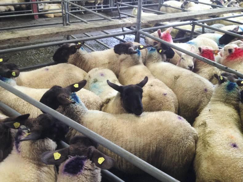 Lambs steady, breeders tough in Mountbellew mart Lambs steady, breeders tough in Mountbellew mart
