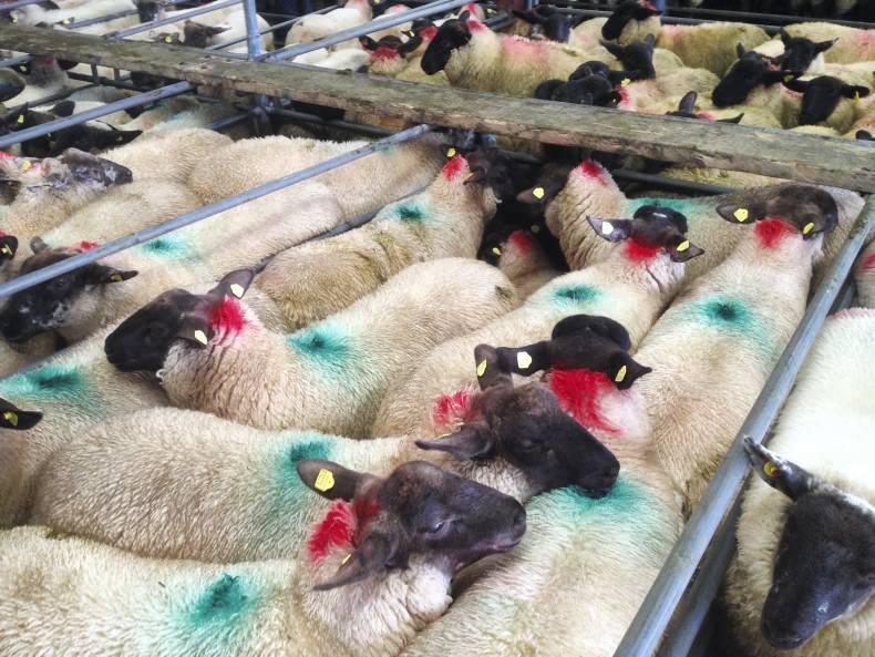 Lambs steady, breeders tough in Mountbellew mart Lambs steady, breeders tough in Mountbellew mart