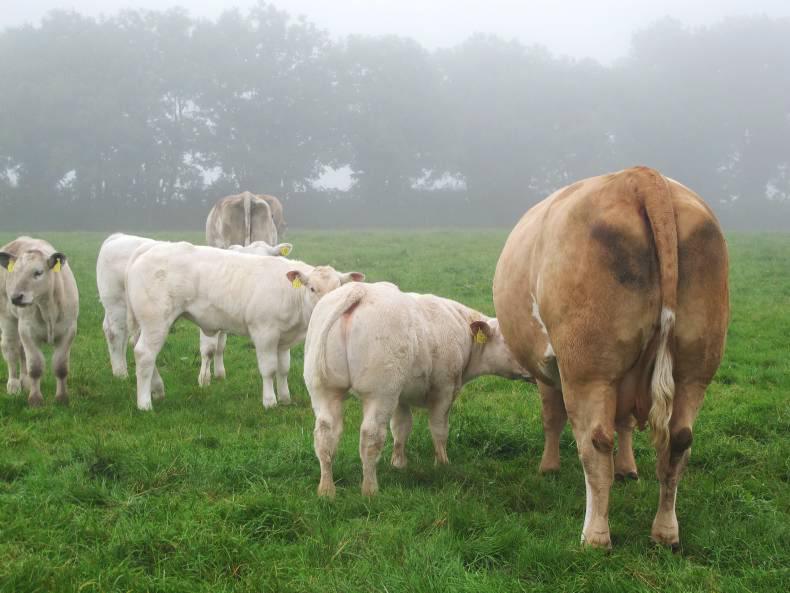 Maternal focus on Meath suckler farm Maternal focus on Meath suckler farm