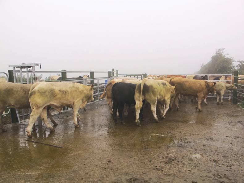 Maternal focus on Meath suckler farm Maternal focus on Meath suckler farm