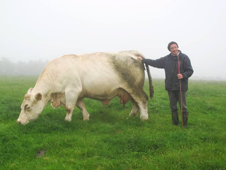 Maternal focus on Meath suckler farm Maternal focus on Meath suckler farm