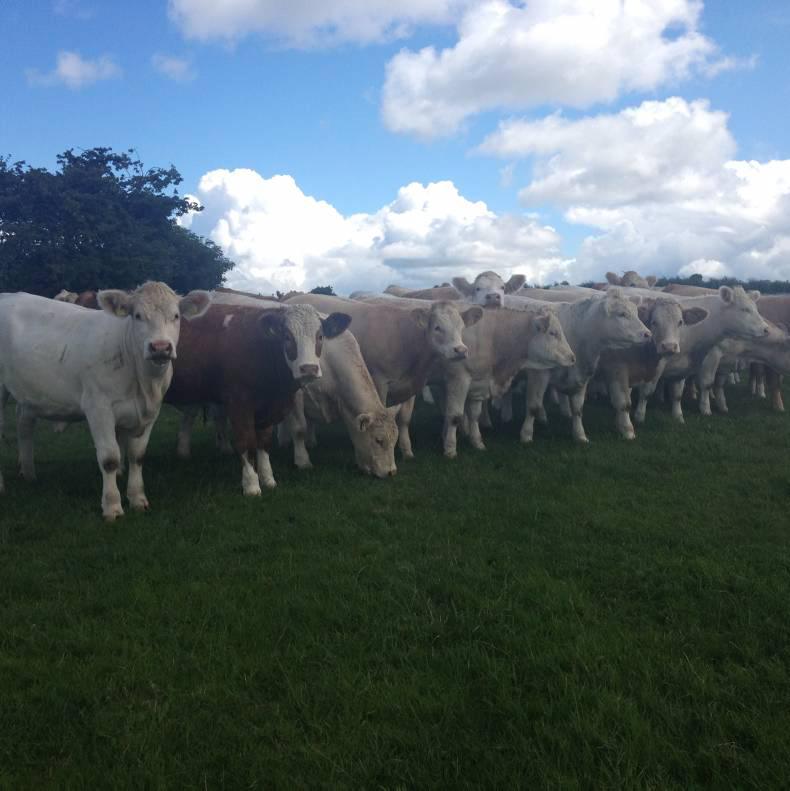 Maternal focus on Meath suckler farm Maternal focus on Meath suckler farm