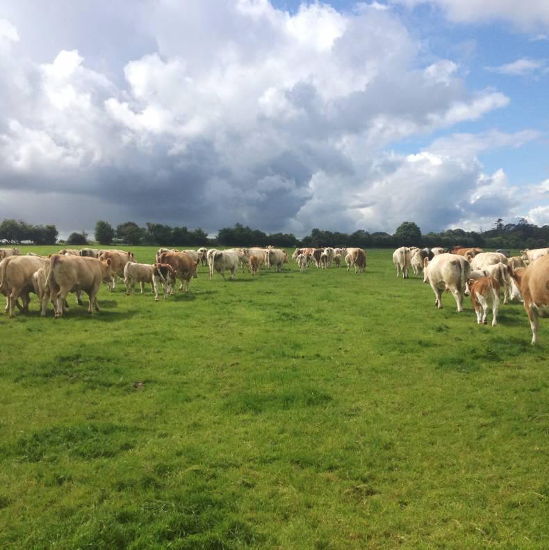 Maternal focus on Meath suckler farm Maternal focus on Meath suckler farm