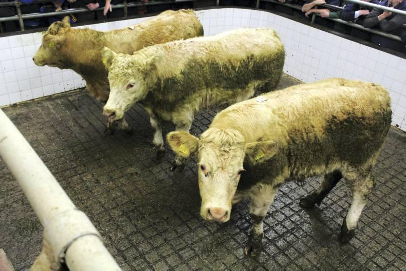 Northern Ireland beef quotes w/e 03/10/2015 Northern Ireland beef quotes w/e 03/10/2015