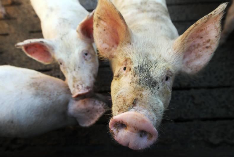 Analysis of pigmeat production costs Analysis of pigmeat production costs