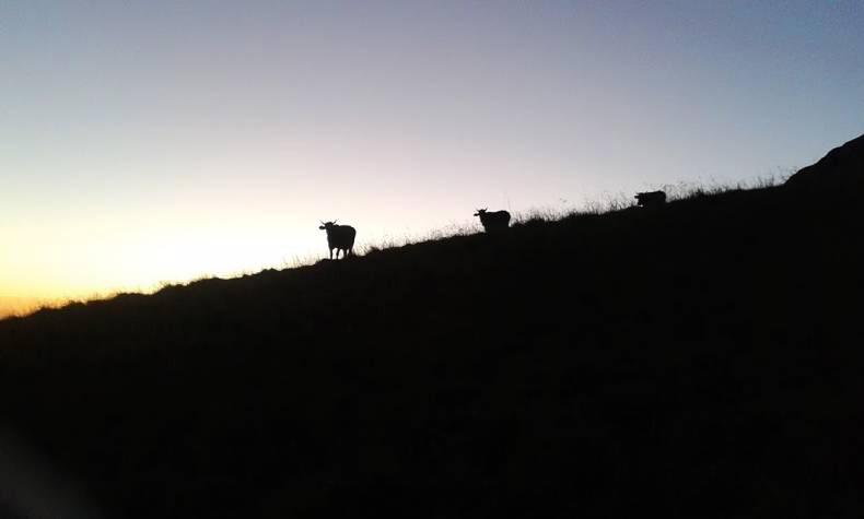 Swiss diary: A true family farm Swiss diary: A true family farm