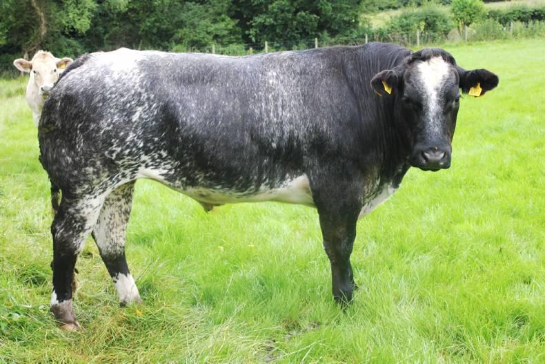 LMC figures underplay price difference to Britain LMC figures underplay price difference to Britain