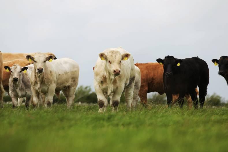 Evolving beef production systems Evolving beef production systems