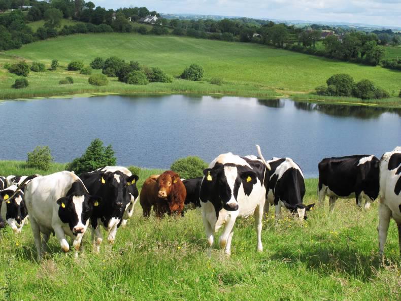 An average of 5,900 litres of milk delivered per cow An average of 5,900 litres of milk delivered per cow