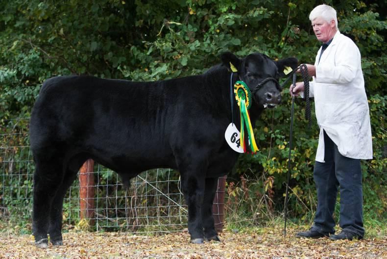 Double win for Longford breeders Double win for Longford breeders