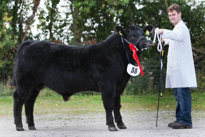 Double win for Longford breeders Double win for Longford breeders