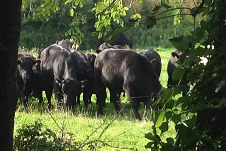 Farmer Write: Change of climate needed for once-calved heifers Farmer Write: Change of climate needed for once-calved heifers