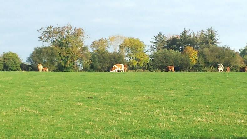 Fine 90-acre block on outskirts of Camolin Fine 90-acre block on outskirts of Camolin