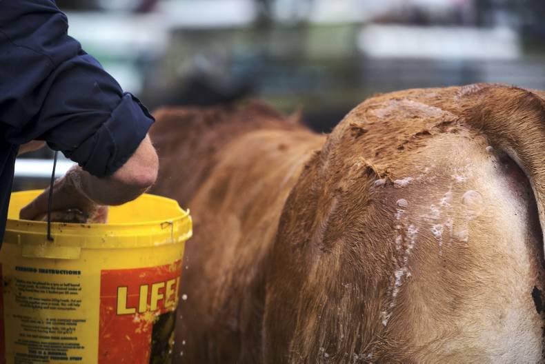 Limousin championships decided and bidding underway Limousin championships decided and bidding underway