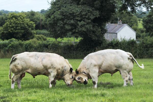 Additional payments made under direct payment advance Additional payments made under direct payment advance