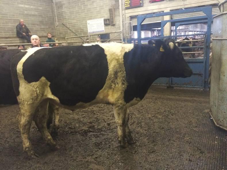Lively cattle trade in Roscrea Mart Lively cattle trade in Roscrea Mart