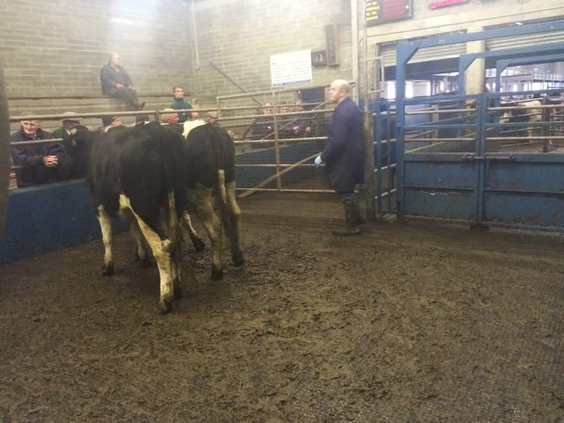 Lively cattle trade in Roscrea Mart Lively cattle trade in Roscrea Mart