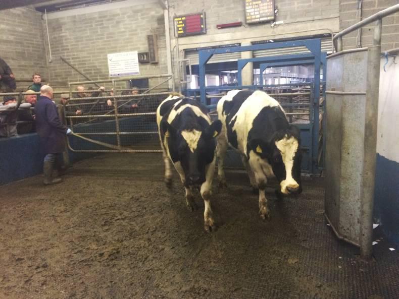 Lively cattle trade in Roscrea Mart Lively cattle trade in Roscrea Mart