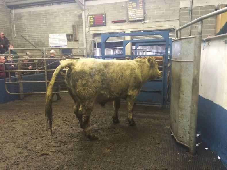 Lively cattle trade in Roscrea Mart Lively cattle trade in Roscrea Mart