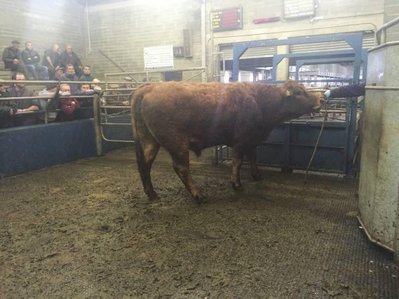 Lively cattle trade in Roscrea Mart Lively cattle trade in Roscrea Mart