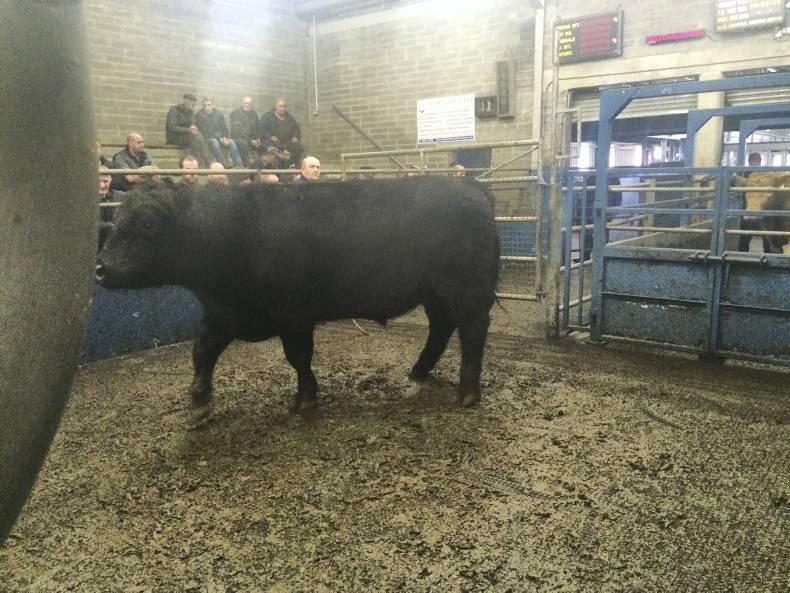 Lively cattle trade in Roscrea Mart Lively cattle trade in Roscrea Mart