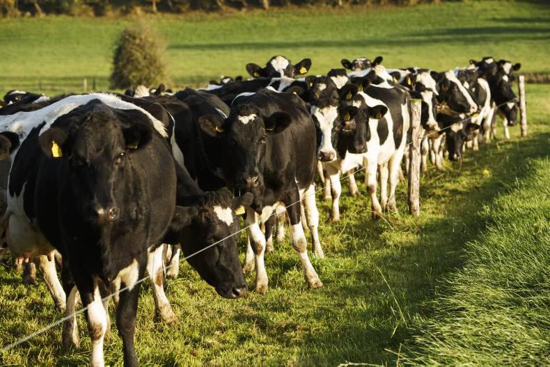 GDT falls 7.4% as dairy market struggles continue GDT falls 7.4% as dairy market struggles continue