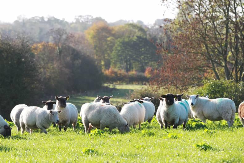 Aspects to consider when finishing cull ewes Aspects to consider when finishing cull ewes