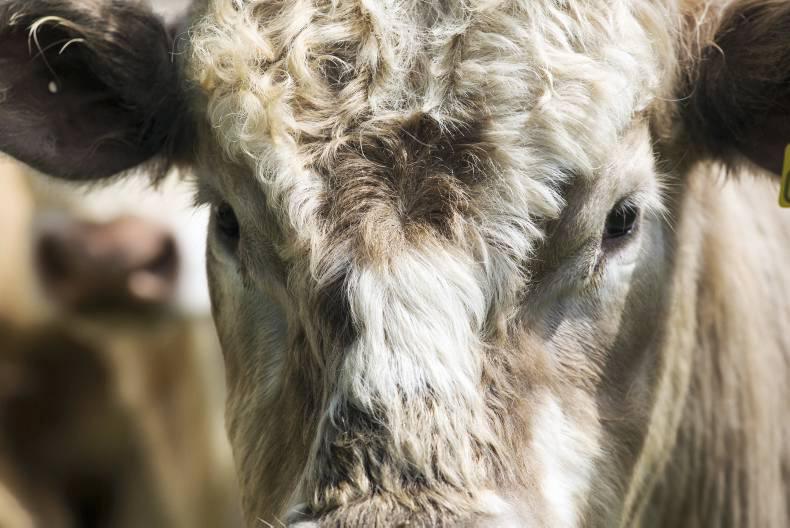 Colleges tight-lipped but students worried over Green Cert changes Colleges tight-lipped but students worried over Green Cert changes