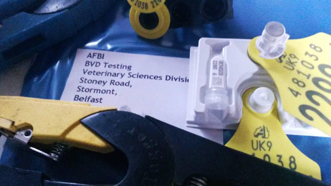 Time to get BVD eradication sorted Time to get BVD eradication sorted