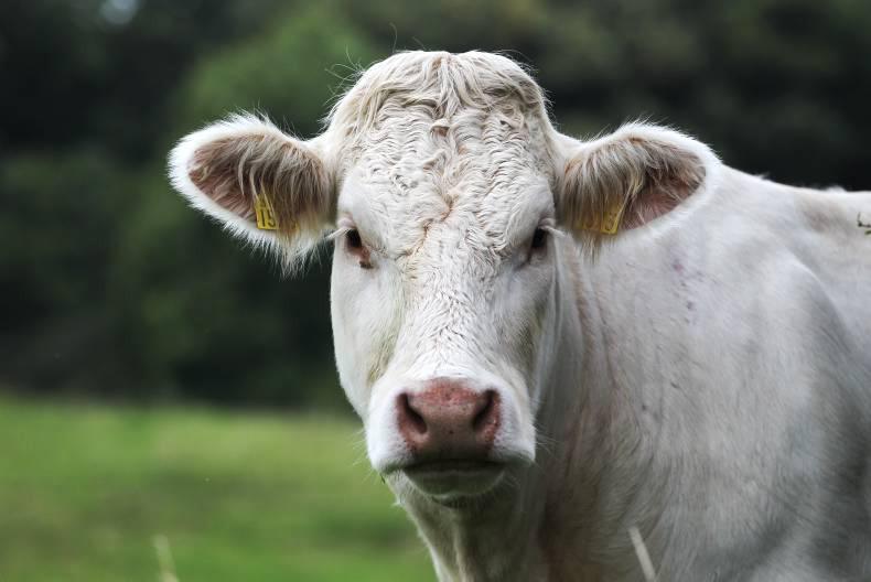 GLAS II set to be oversubscribed GLAS II set to be oversubscribed