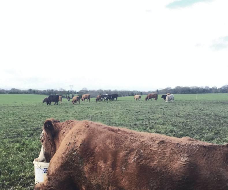 Farmer Writes: Speed is key when dealing with grass tetany Farmer Writes: Speed is key when dealing with grass tetany