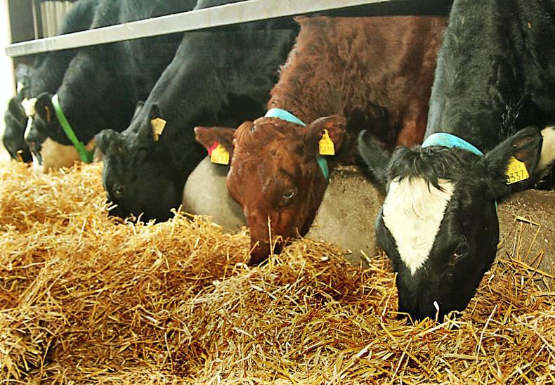 Lift in straw demand: maize, beet and straight prices Lift in straw demand: maize, beet and straight prices