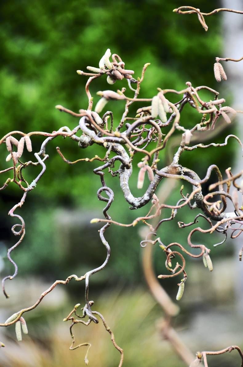 Learning about contorted trees Learning about contorted trees