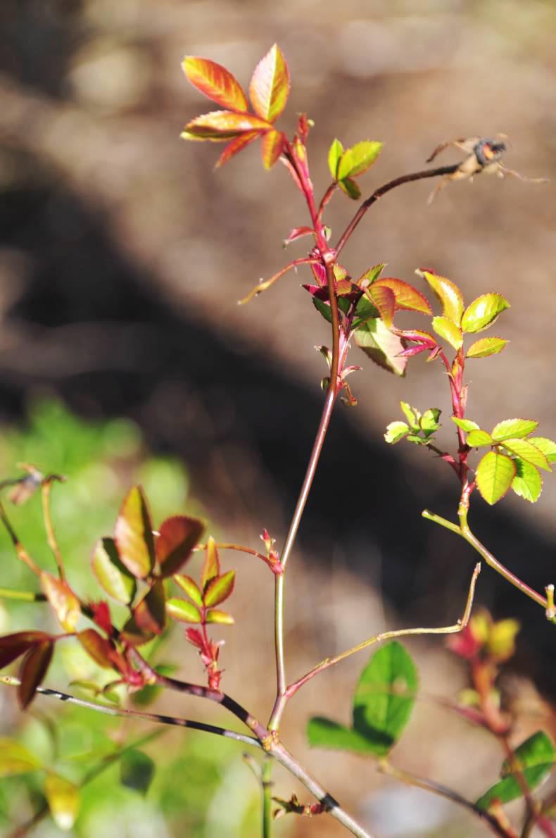 Learning about contorted trees Learning about contorted trees