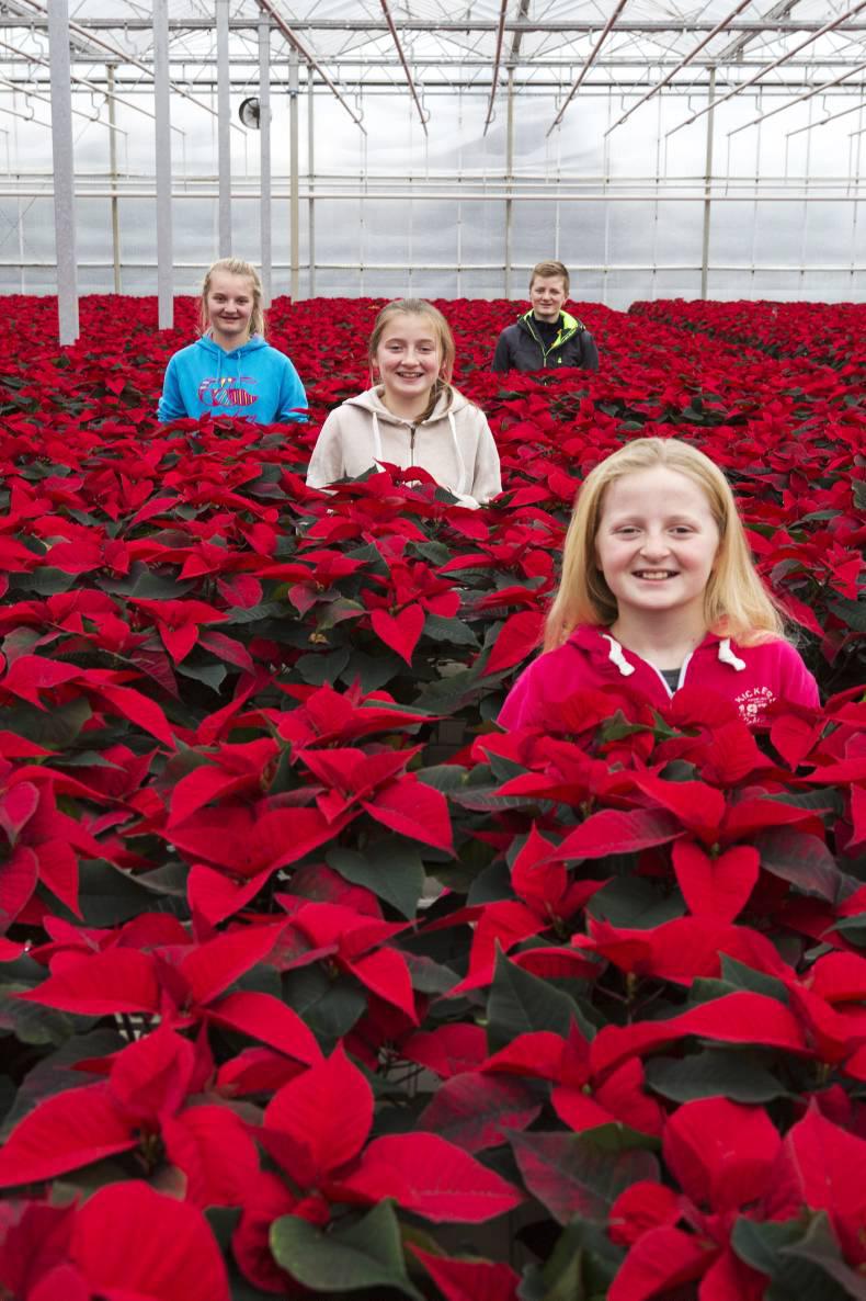 PoinsettIas: the perfect Christmas gift PoinsettIas: the perfect Christmas gift