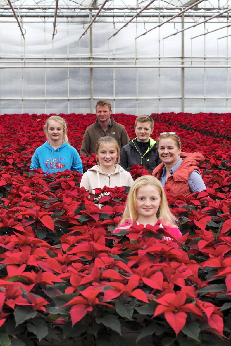 PoinsettIas: the perfect Christmas gift PoinsettIas: the perfect Christmas gift