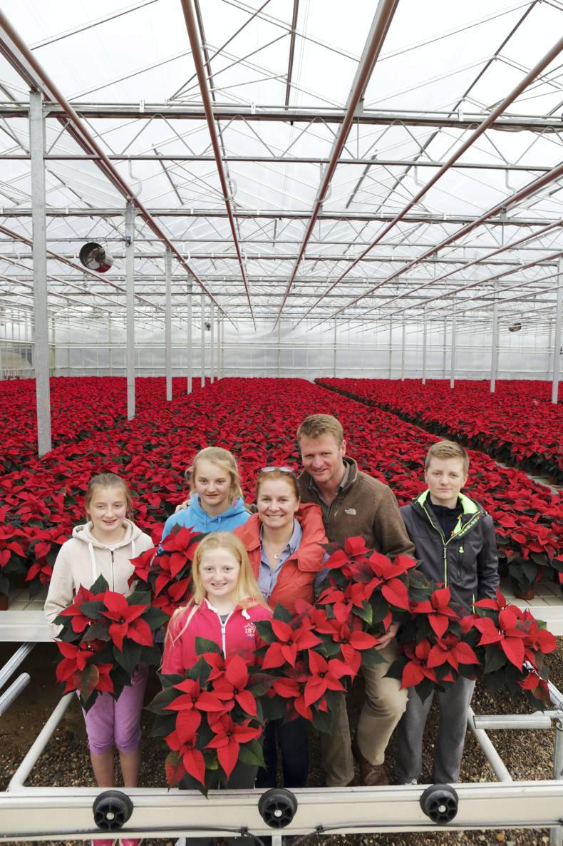 PoinsettIas: the perfect Christmas gift PoinsettIas: the perfect Christmas gift