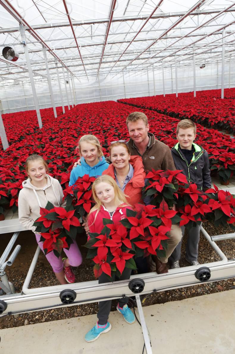 PoinsettIas: the perfect Christmas gift PoinsettIas: the perfect Christmas gift