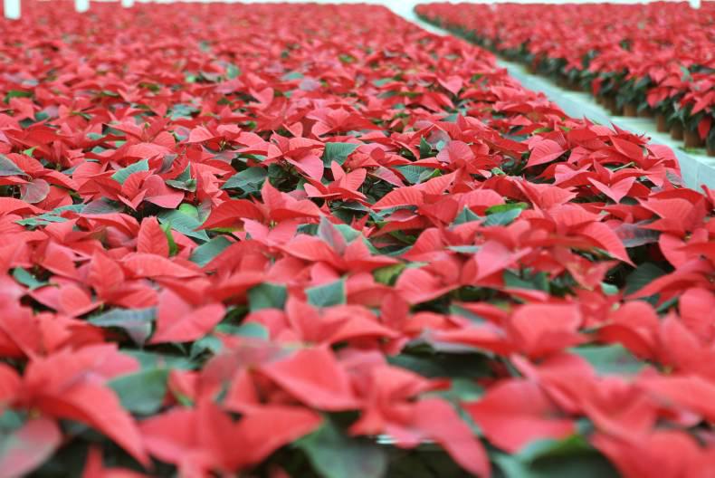 PoinsettIas: the perfect Christmas gift PoinsettIas: the perfect Christmas gift