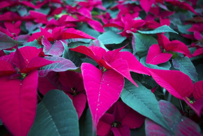 PoinsettIas: the perfect Christmas gift PoinsettIas: the perfect Christmas gift