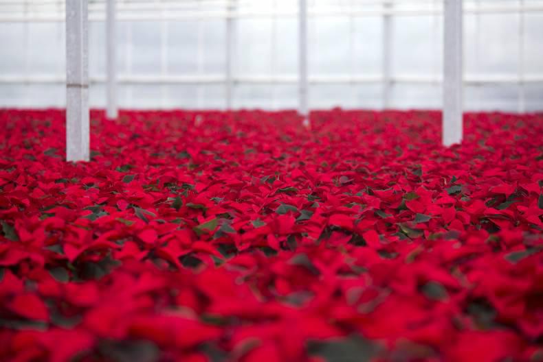 PoinsettIas: the perfect Christmas gift PoinsettIas: the perfect Christmas gift