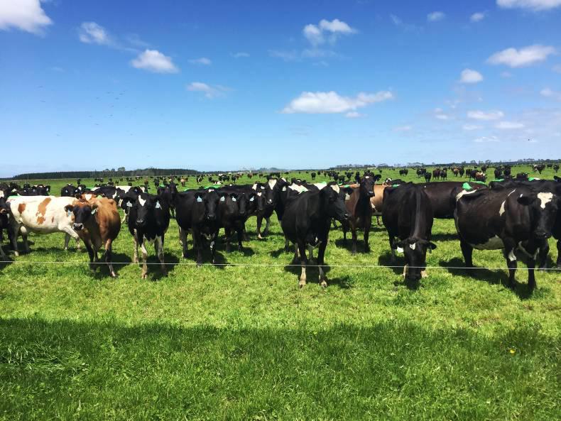 The 12 crucial lessons from New Zealand The 12 crucial lessons from New Zealand