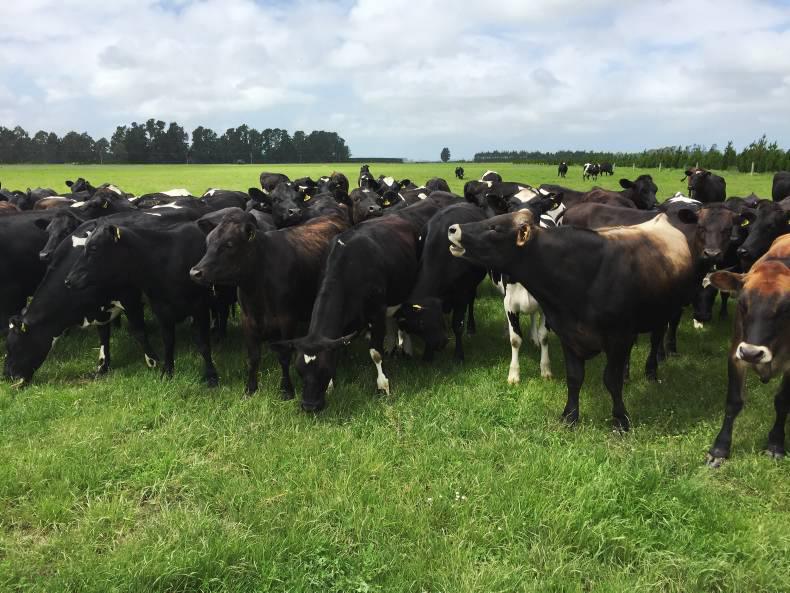 The 12 crucial lessons from New Zealand The 12 crucial lessons from New Zealand