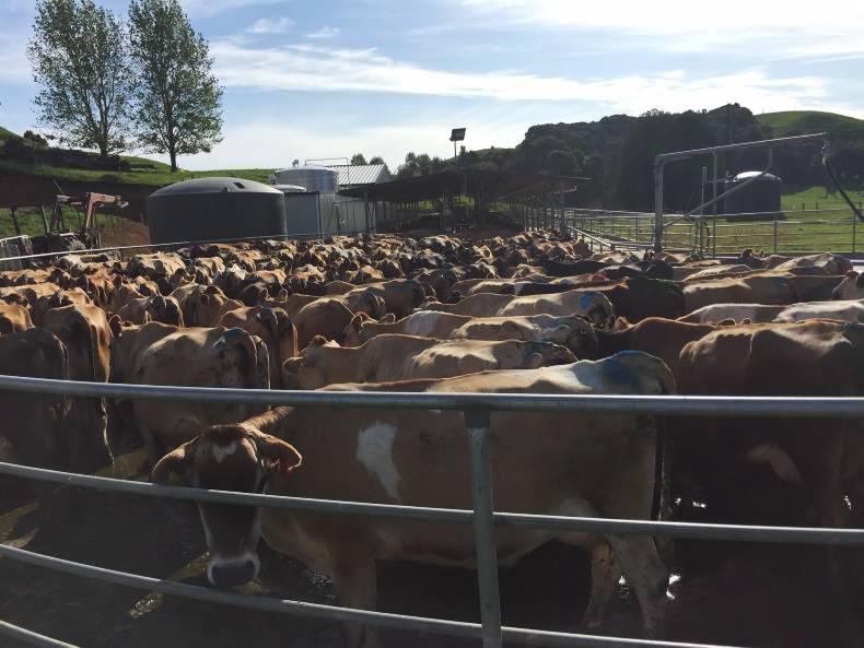 The 12 crucial lessons from New Zealand The 12 crucial lessons from New Zealand