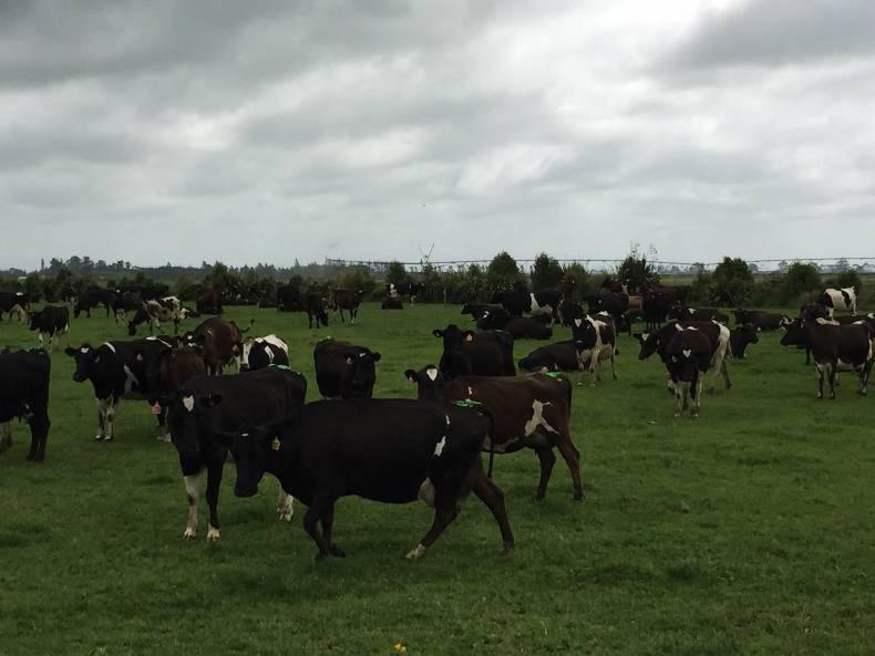 The 12 crucial lessons from New Zealand The 12 crucial lessons from New Zealand