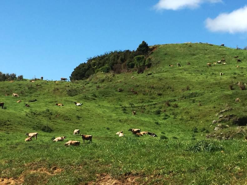 The 12 crucial lessons from New Zealand The 12 crucial lessons from New Zealand