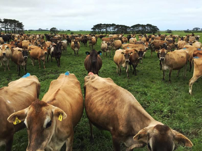 The 12 crucial lessons from New Zealand The 12 crucial lessons from New Zealand