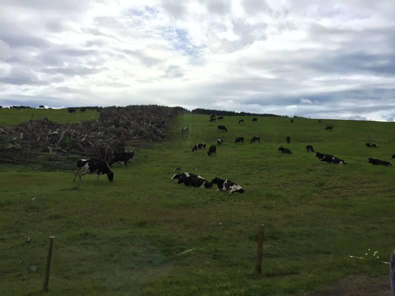 The 12 crucial lessons from New Zealand The 12 crucial lessons from New Zealand