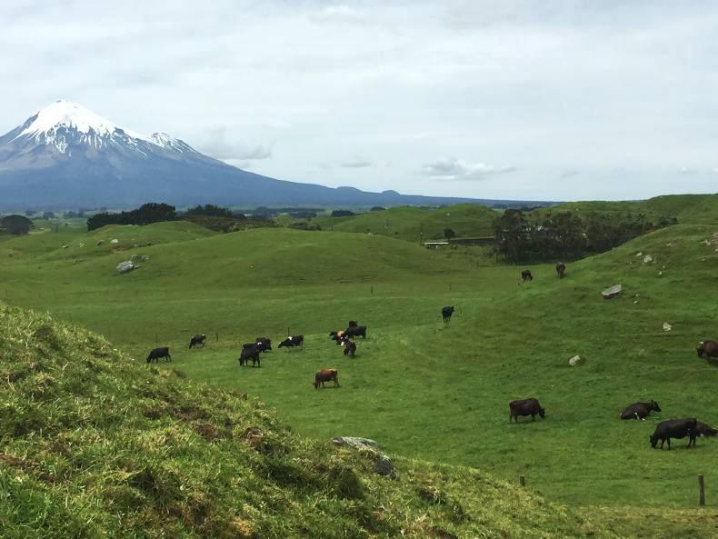 The 12 crucial lessons from New Zealand The 12 crucial lessons from New Zealand