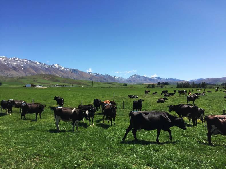 The 12 crucial lessons from New Zealand The 12 crucial lessons from New Zealand